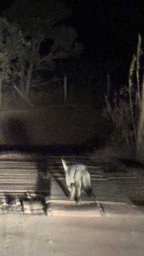 Hoary Fox