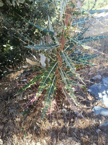 Ptilostemon dyricola