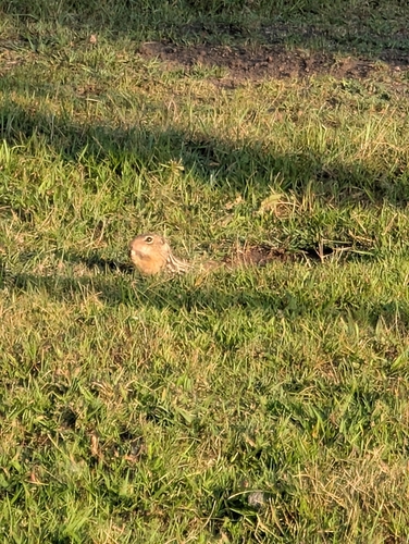 Thirteen-lined Ground Squirrel
