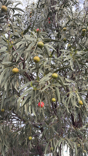 Desert Quandong