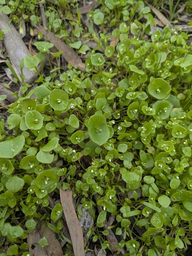 miner's lettuce