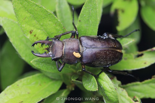 Lucanus dybowski dybowski
