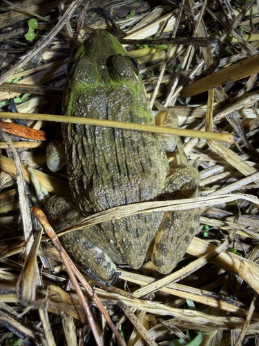 East Asian Bullfrog