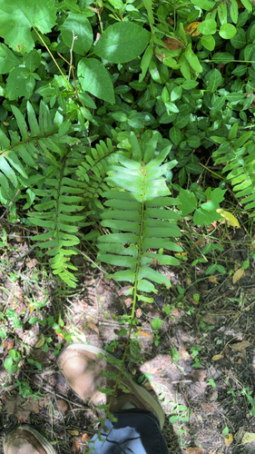 Christmas fern