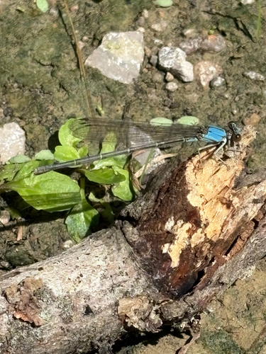 Blue-fronted Dancer