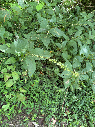 American jumpseed