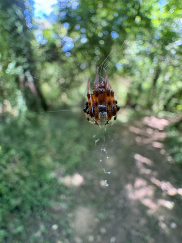Arrowhead Orbweaver