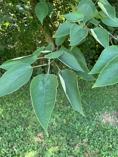 Paper mulberry