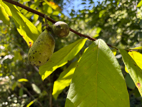 common pawpaw