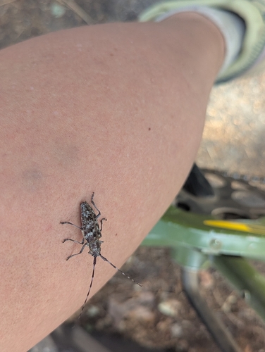 iNaturalist observation photo of Spotted Pine Sawyer
