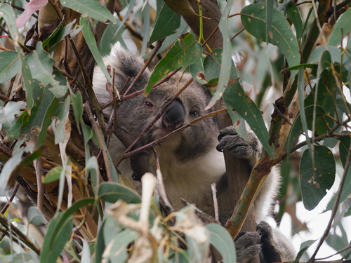 Koala