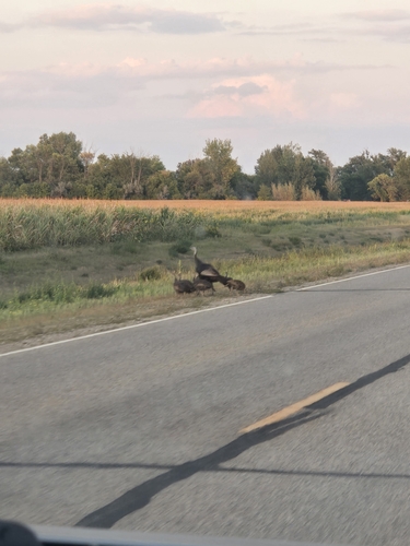 Wild Turkey