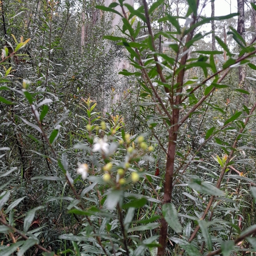 Notched Phebalium