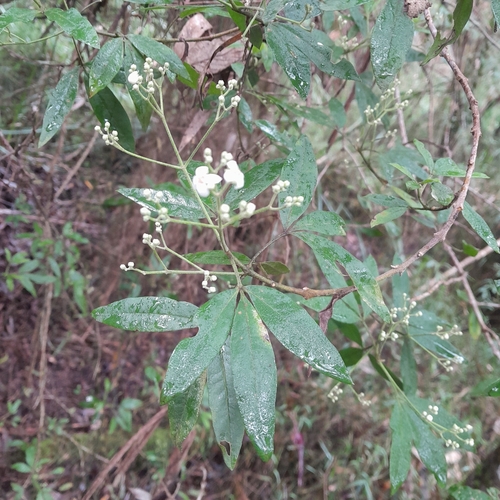 Stinkwood