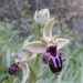 Ophrys × nouletii - Photo (c) Marcos Perille Seoane, כל הזכויות שמורות, הועלה על ידי Marcos Perille Seoane