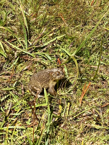 iNaturalist observation photo of Yosemite Toad