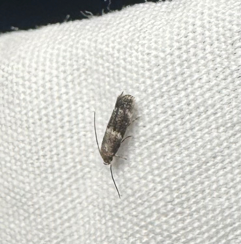Elachista illectella