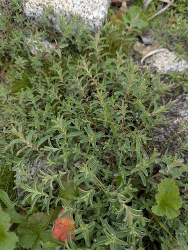 Common St. John's Wort