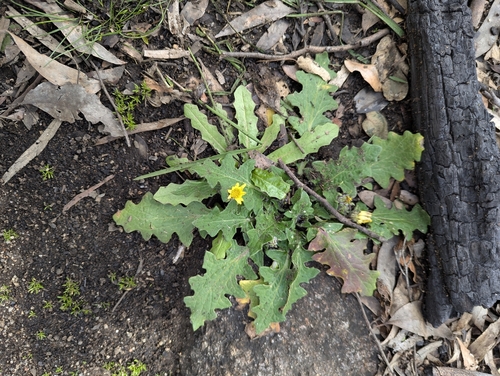 Austral bear’s-ears
