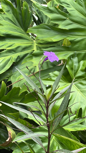 Mexican Ruellia