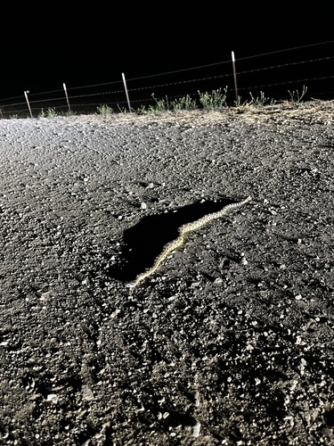 iNaturalist observation photo of Southern Pacific Rattlesnake