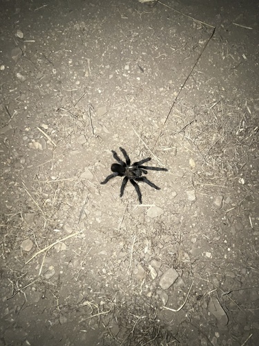 iNaturalist observation photo of Aphonopelma