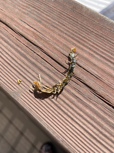 iNaturalist observation photo of Common Desert Centipede