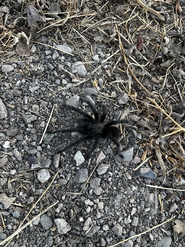 iNaturalist observation photo of Steindachner's Ebony Tarantula