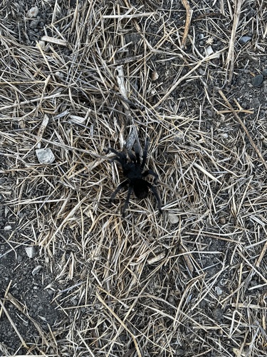 iNaturalist observation photo of Steindachner's Ebony Tarantula