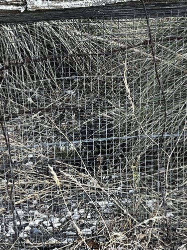 iNaturalist observation photo of Southern Pacific Rattlesnake
