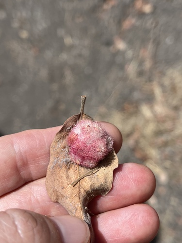 iNaturalist observation photo of Crystalline Gall Wasp