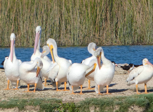 iNaturalist observation photo of American White Pelican