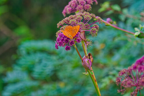 Silver-washed Fritillary