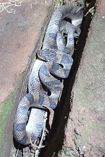Southwestern Cat-eyed Snake (Leptodeira maculata)