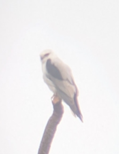 Black-shouldered Kite