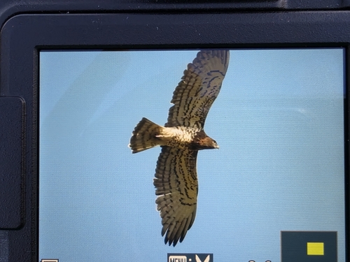 Short-toed Snake-Eagle
