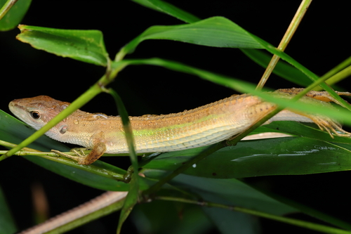 China Grass Lizard