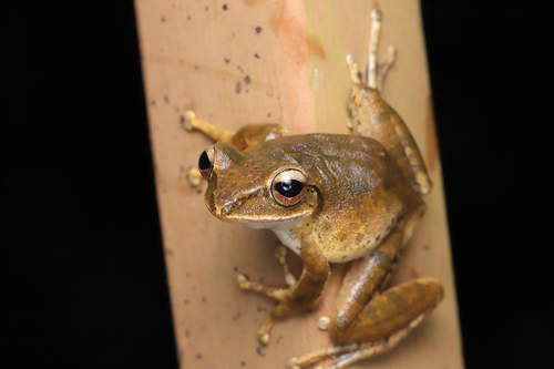 Taiwan Whipping Frog