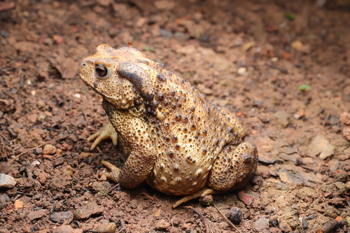 Asiatic Toad