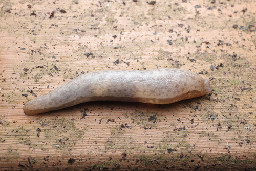 Chinese Slug