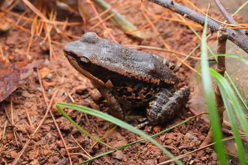 LaTouche's Frog