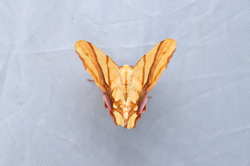 Trotocraspeda divaricata