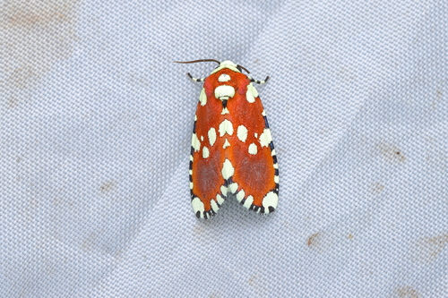 Yepcalphis dilectissima