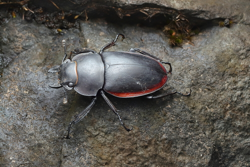 Odontolabis cuvera sinensis
