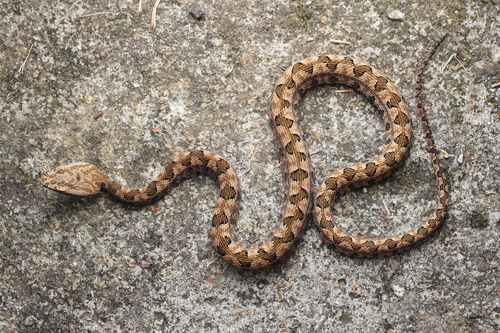 Brown spotted pitviper