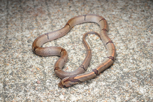 Chinese Kukri Snake
