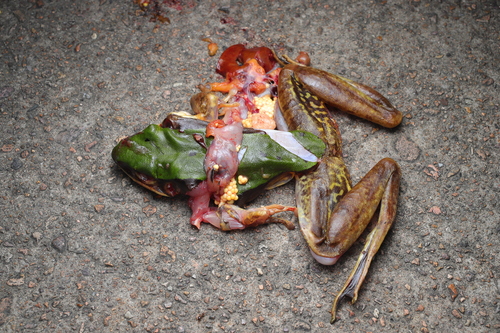 Longtoushan Large Odorous Frog