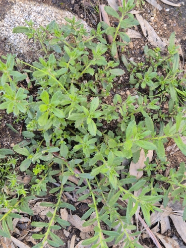 hill raspwort