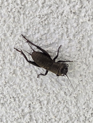 European Field Cricket