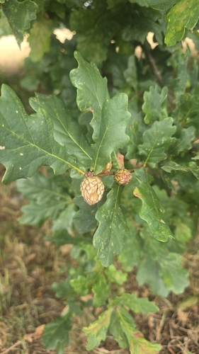 Oak Artichoke Gall Wasp